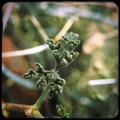 Pelargonium trifidum