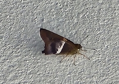 Aguna asander asander