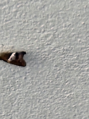 Aguna asander asander