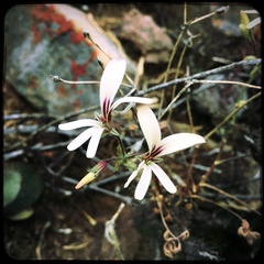 Pelargonium trifidum