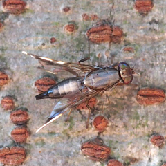 Euphranta nigrescens