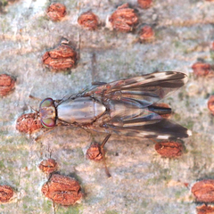 Euphranta nigrescens
