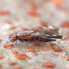 Euphranta nigrescens