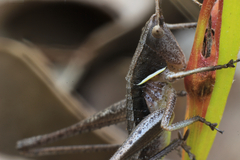 Tettigoniinae