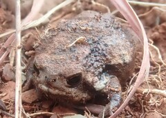 Breviceps