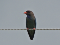 Eurystomus orientalis