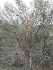 Baccharis dracunculifolia