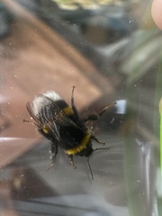 Bombus terrestris