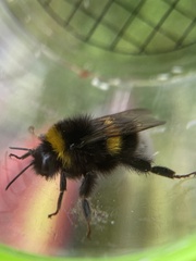 Bombus terrestris