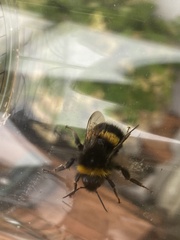 Bombus terrestris