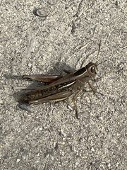 Eyprepocnemis plorans