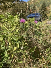 Cirsium vulgare