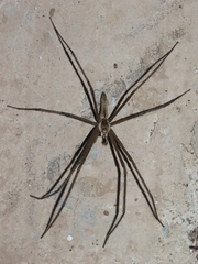 Euprosthenops australis