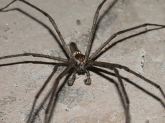 Euprosthenops australis