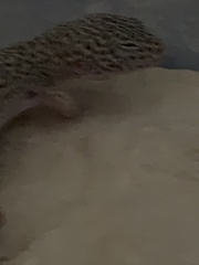 Eublepharis macularius