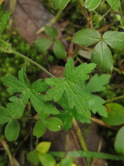 Geranium holosericeum