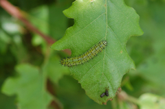 Periclista lineolata