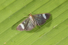 Erilusa leucoplagalis