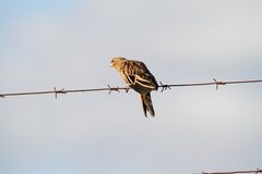 Euplectes progne progne