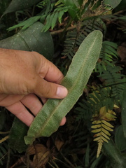 Elaphoglossum