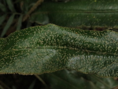 Elaphoglossum