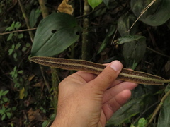 Elaphoglossum