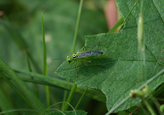 Rhogogaster viridis