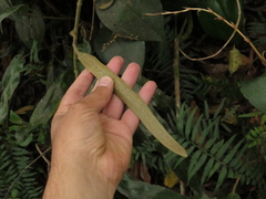 Elaphoglossum