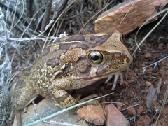 Sclerophrys capensis