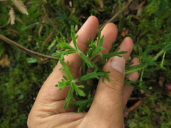 Castilleja fissifolia