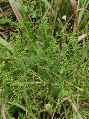 Artemisia annua