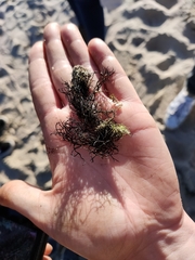 Furcellaria fastigiata