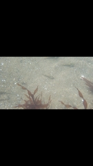 Oligocottus maculosus