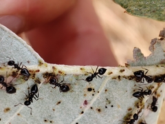 Crematogaster auberti