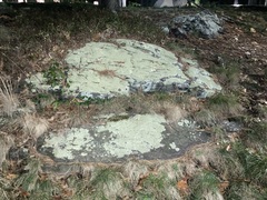 Flavoparmelia baltimorensis