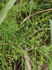 Artemisia annua