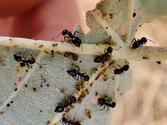 Crematogaster auberti