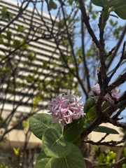 Dais cotinifolia