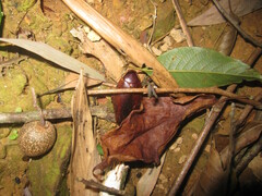 Rhabdoblatta marginata