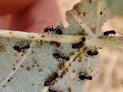 Crematogaster auberti