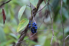 Cocculus orbiculatus