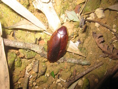 Rhabdoblatta marginata