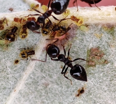 Crematogaster auberti