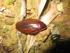 Rhabdoblatta marginata