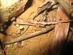 Gryllacrididae