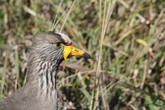 Vanellus senegallus lateralis