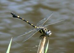 Ictinogomphus decoratus