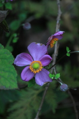 Eriocapitella hupehensis