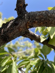 Melanohalea exasperata