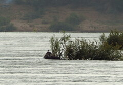 Motacilla samveasnae